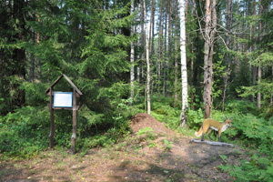 Ecological paths in the «Meshera» park