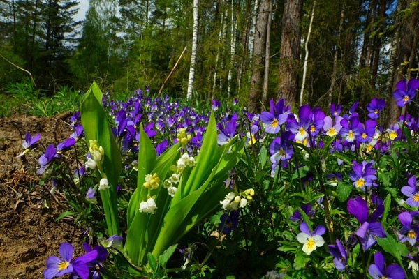 Beautiful places in the park «Meshera»