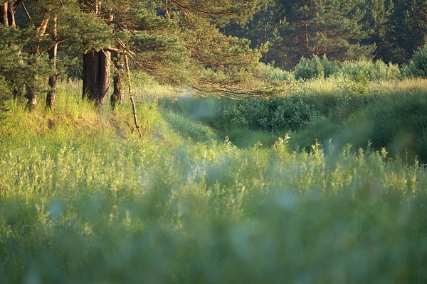 Beautiful places in the park «Meshera»