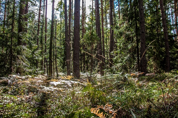 Beautiful places in the park «Meshera»