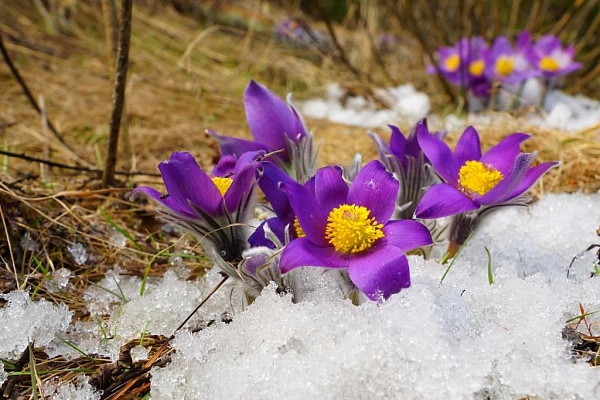 Beautiful places in the park «Meshera»