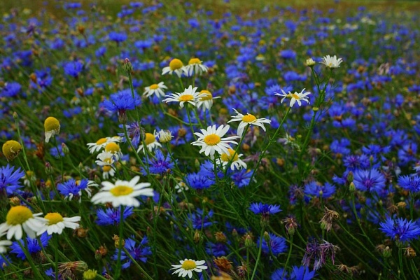 Beautiful places in the park «Meshera»