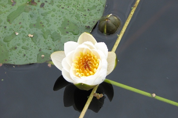 Beautiful places in the park «Meshera»