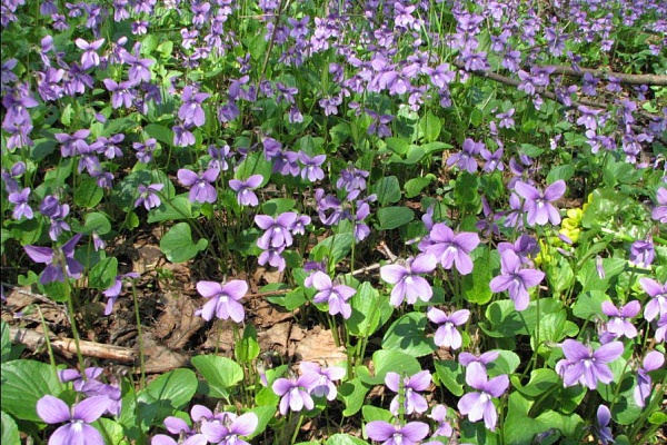 Beautiful places in the park «Meshera»