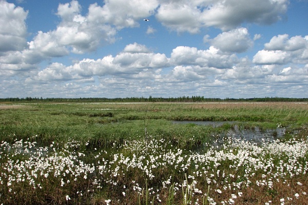 Beautiful places in the park «Meshera»
