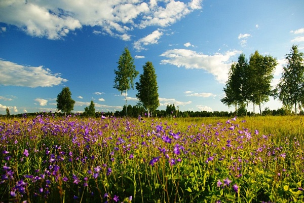 Beautiful places in the park «Meshera»