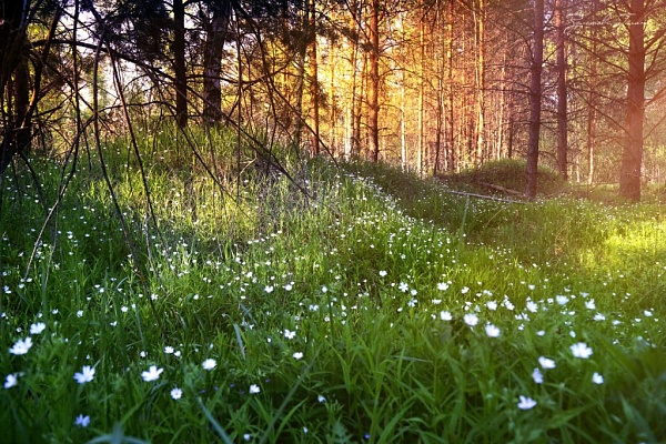 Beautiful places in the park «Meshera»