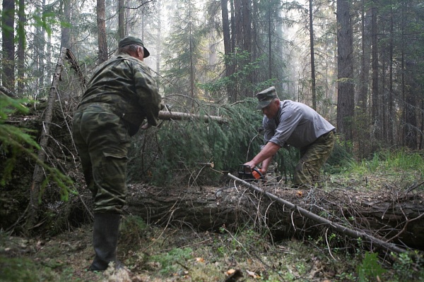Работа лесных инспекторов