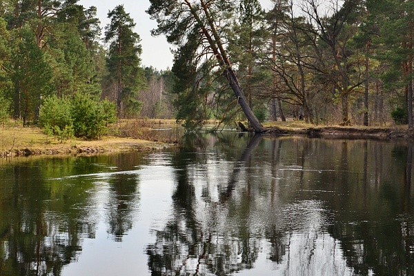 Beautiful places in the park «Meshera»