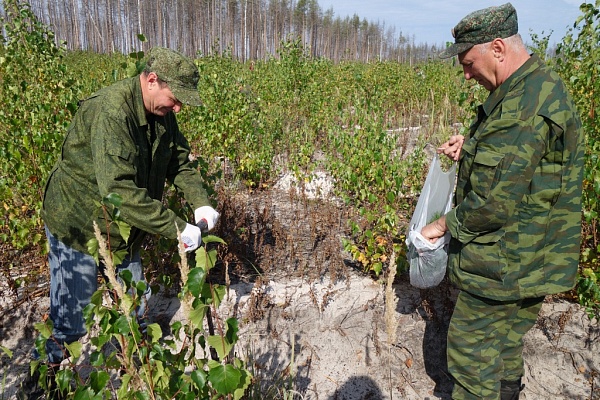 Высадка саженцев