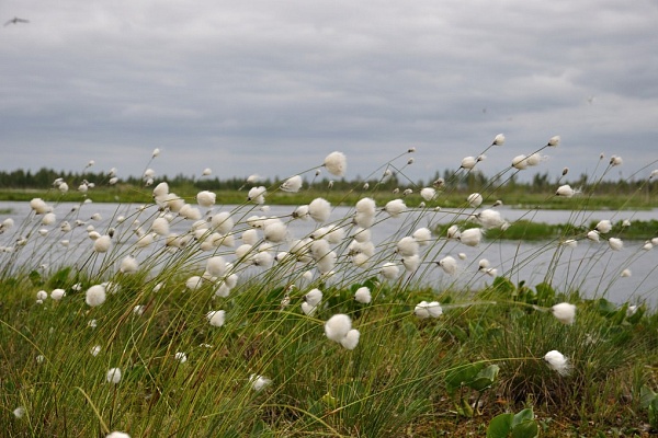 Beautiful places in the park «Meshera»