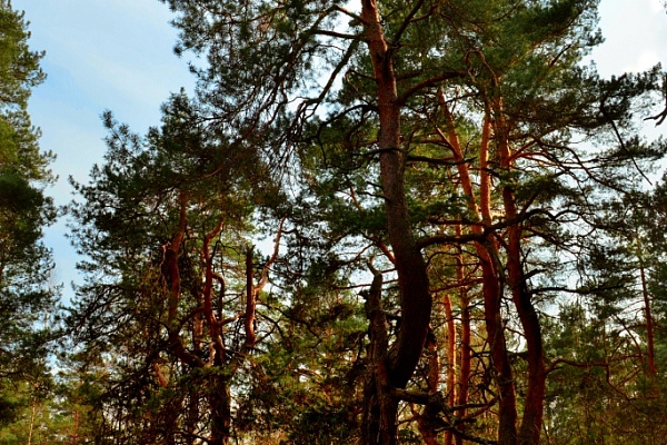 Beautiful places in the park «Meshera»