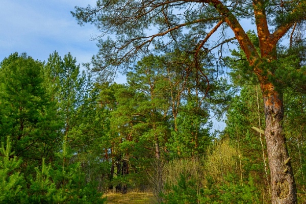 Beautiful places in the park «Meshera»