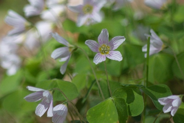 Beautiful places in the park «Meshera»