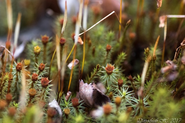 Beautiful places in the park «Meshera»