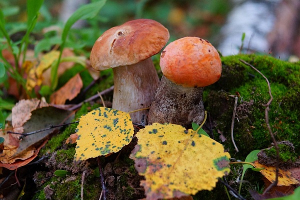 Beautiful places in the park «Meshera»