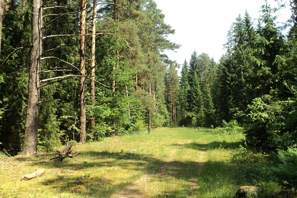 Beautiful places in the park «Meshera»