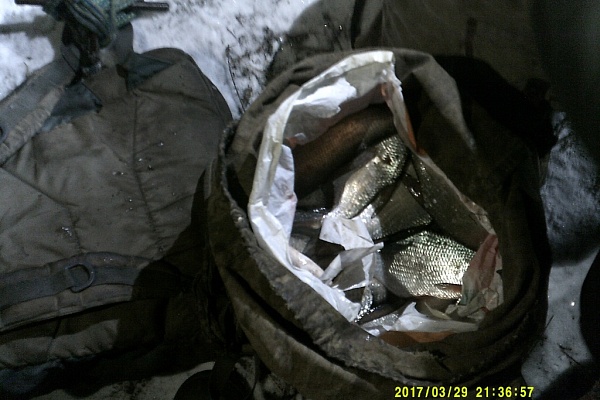 Изъятый браконьерский улов